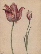 Georg Flegel Two Tulips Spain oil painting artist